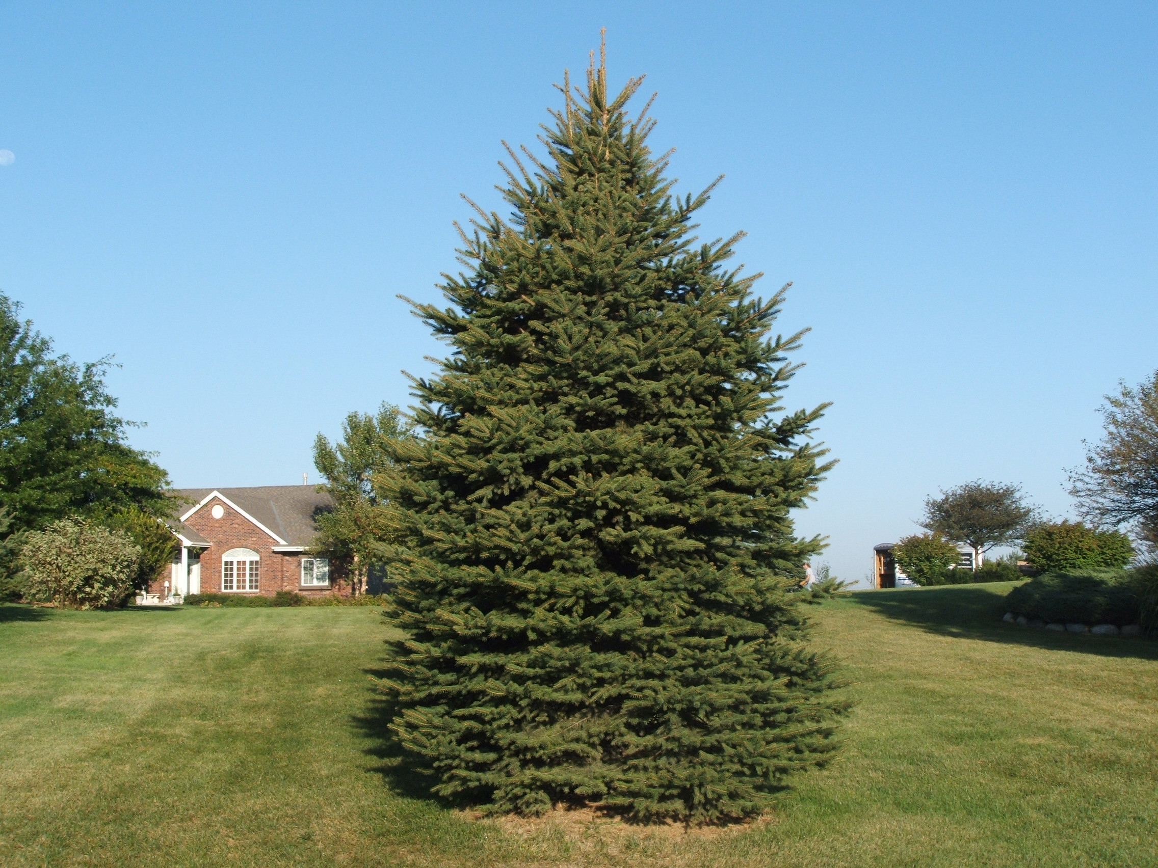 Plant of The WeekBlack Hills Spruce Tree CM's Outdoor Solutions Group